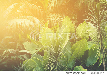 palm trees, jungle - tropical plants background palm trees, jungle - tropical plants background 36190444