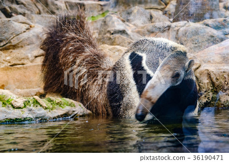 anteater / ant bear in water , wildlife animal anteater / ant bear in water , wildlife animal 36190471