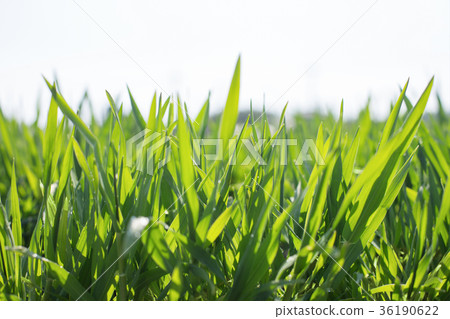 大麥幼葉 36190622