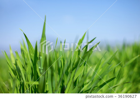 Barley young leaves 36190627