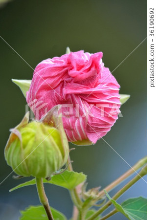 Tsubomi的談話 36190692