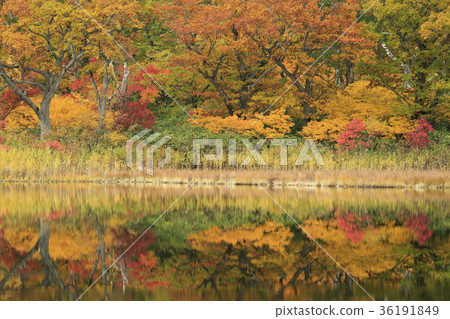 Kaganuma autumn leaves and reflections Kaganuma autumn leaves and reflections 36191849