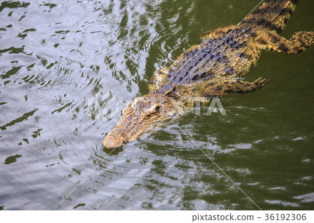Closeup Large Crocodile in Water on Breeding Farm Closeup Large Crocodile in Water on Breeding Farm 36192306