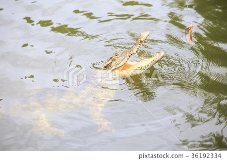 Closeup Crocodile Jaws above Water Try Catch Food Closeup Crocodile Jaws above Water Try Catch Food 36192334