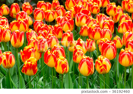 tulip yellow flowers 36192460