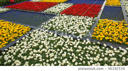 Flowers at Keukenhof garden, Holland. Flowers at Keukenhof garden, Holland. 36192530