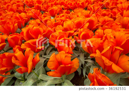 Red tulips in the garden Red tulips in the garden 36192531