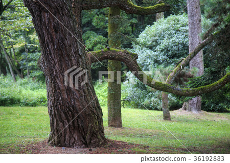 樹 36192883