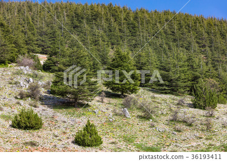 trees of Al Shouf Cedar Nature Reserve Barouk trees of Al Shouf Cedar Nature Reserve Barouk 36193411