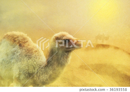close up on young camel on the desert, close up on young camel on the desert, 36193558