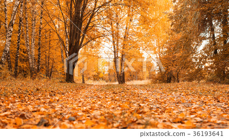 Autumn forest. Beautiful background, park in Autumn forest. Beautiful background, park in 36193641