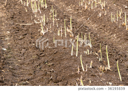 Asparagus  36193839