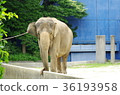 Elephants 36193958