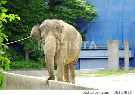 Elephants Elephants 36193958