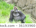 Gorilla 36193960