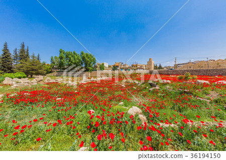 Poppy field romans ruins Baalbek Beeka Lebanon Poppy field romans ruins Baalbek Beeka Lebanon 36194150