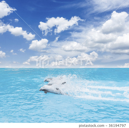 pack of jumping dolphins 36194797