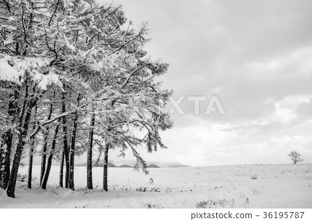 Hokkaido Snow Countryside 36195787
