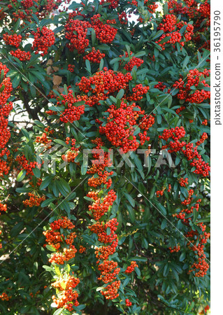 火棘果 火棘果 36195790