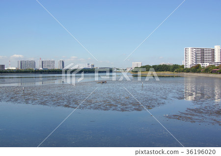 Yatsu潮汐平野鳥目的地 Yatsu潮汐平野鳥目的地 36196020