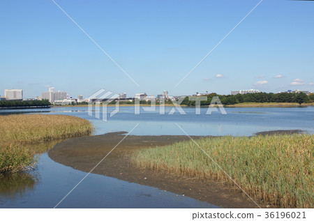 Yatsu tidal flat Ramsar Convention registration place Yatsu tidal flat Ramsar Convention registration place 36196021