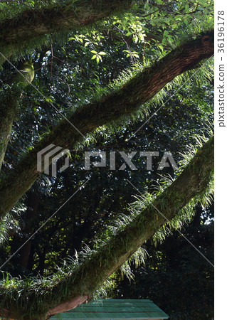 生命的力量 36196178