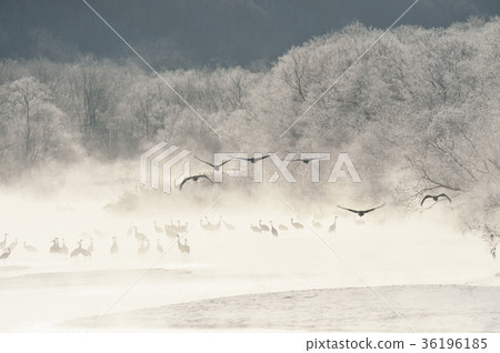 Tancho（北海道·Tsurui）從被冰包圍的棲息處飛行 36196185