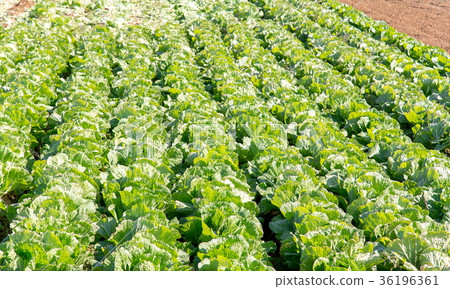 大白菜田 36196361