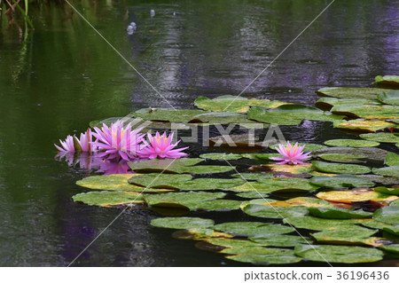 Heian Shinku Shrine's lily lot Heian Shinku Shrine's lily lot 36196436