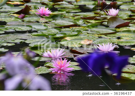 Heian Shinku Shrine's lily lot 36196437