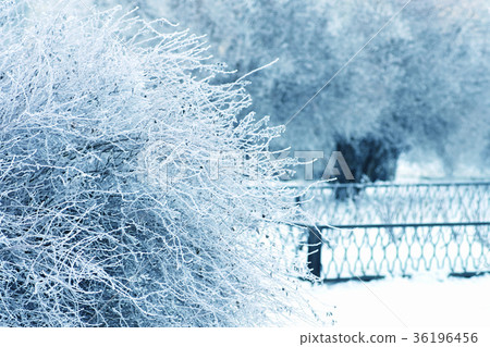bush by snow in frozen park on white and blue bush by snow in frozen park on white and blue 36196456
