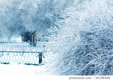 bush by snow in frozen park on white and blue 36196460