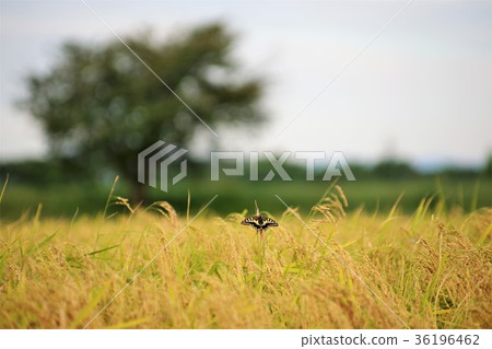 基於米耳朵的Swallowtail蝴蝶 36196462