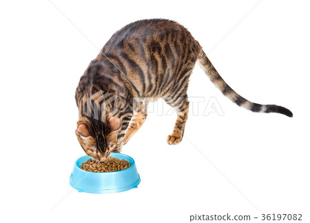 Cat breed Toyger eating dry food from a bowl. Cat breed Toyger eating dry food from a bowl. 36197082