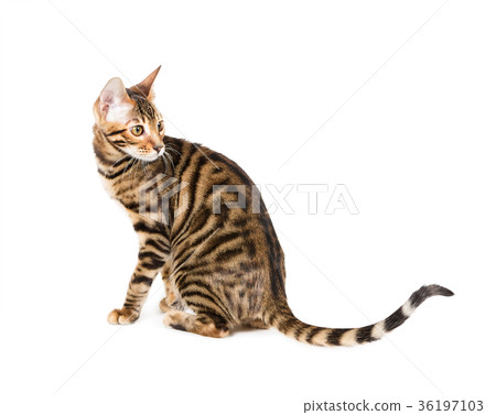 Kitten breed toyger 36197103