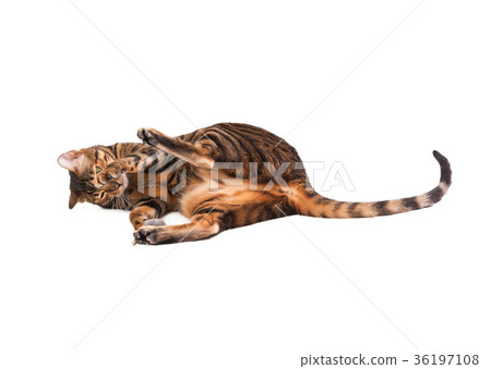 Cat breed Toyger playing with  toy mouse. 36197108