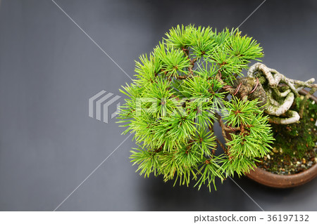 Pine bonsai Pine bonsai 36197132