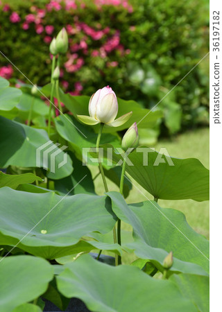 Mimurotoji蓮花 Mimurotoji蓮花 36197182