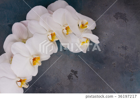 Fresh orchids flowers Fresh orchids flowers 36197217