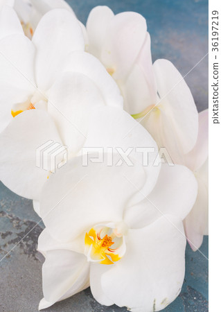 Fresh orchids flowers Fresh orchids flowers 36197219