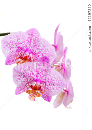 Fresh orchids flowers Fresh orchids flowers 36197220