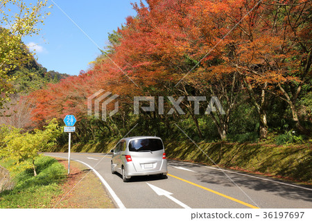 Shenzhen Makei Prefectural Road Route 28 Autumn maple drive image Shenzhen Makei Prefectural Road Route 28 Autumn maple drive image 36197697