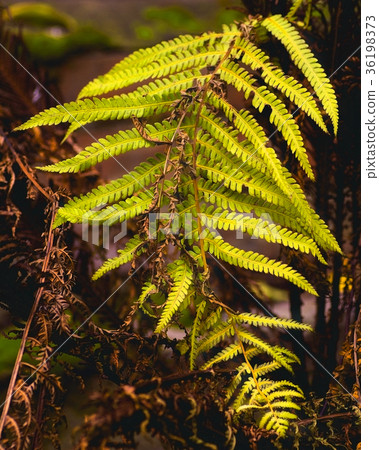 Autumn Arrives. Fall Leaves Background. Fern Leaf Autumn Arrives. Fall Leaves Background. Fern Leaf 36198373