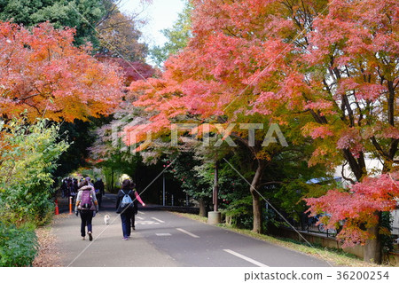 秋葉的東京Sayama和Sakai-rimichi 36200254