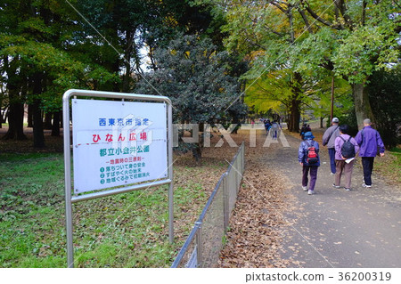 Autumn Koganei Park in autumn Autumn Koganei Park in autumn 36200319