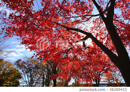 秋天的樹葉 秋天的樹葉 36200431