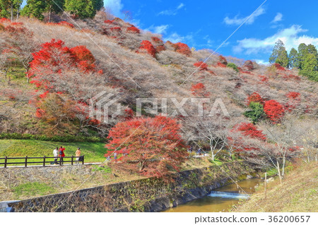 Kawami Shiki櫻花和秋葉 Kawami Shiki櫻花和秋葉 36200657