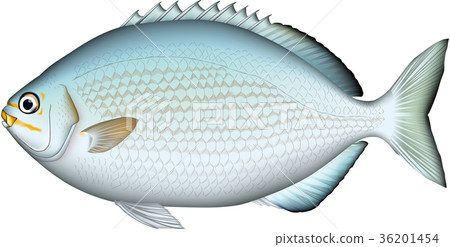 魚類插圖：「五十鈴魚」（一種魚），向量格式，白色背景（PNG 版本具有透明背景），單幅插圖。 36201454