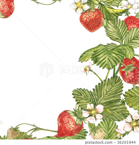Banners with ripe red Strawberry on white Banners with ripe red Strawberry on white 36201944