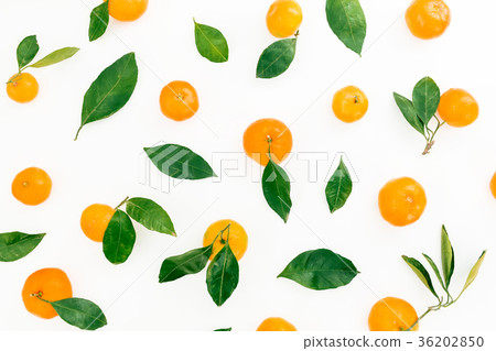 Pattern of fresh citrus with leaves on white 36202850